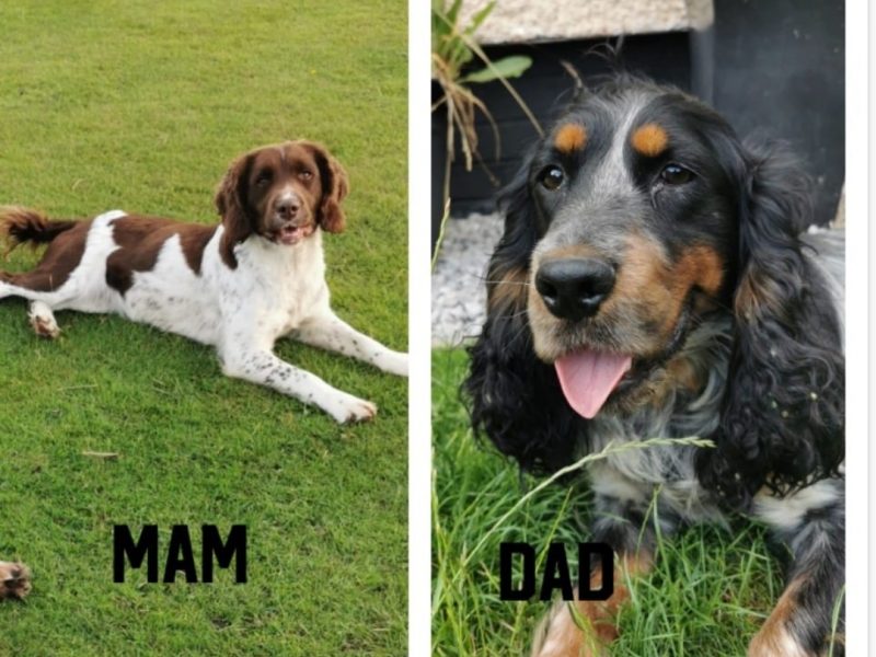 12 sprocker spaniel puppies, ready end of nov