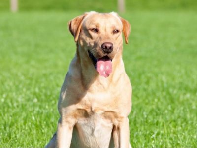 Working Bred Labrador Puppy’s from outstanding FTC Champion Lines