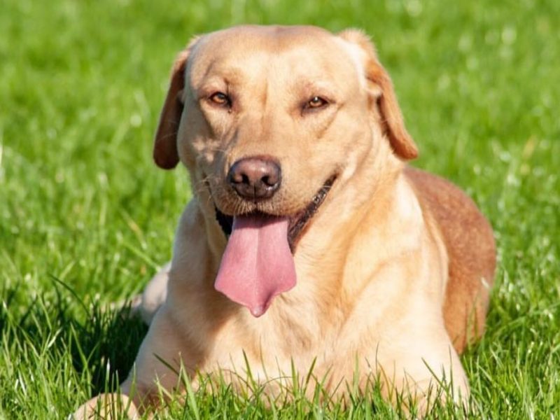 Working Bred Labrador Puppy’s from outstanding FTC Champion Lines