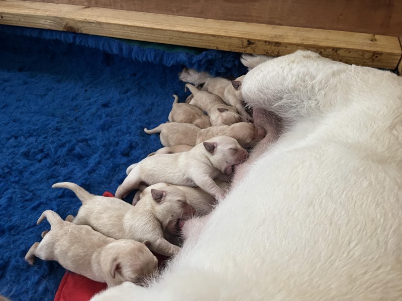 Working Bred Labrador Puppy’s from outstanding FTC Champion Lines