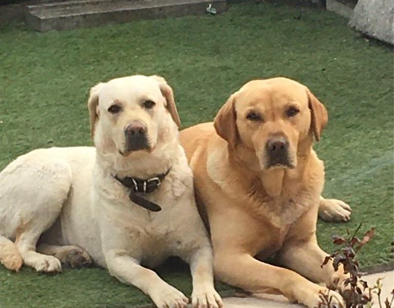 Working Bred Labrador Puppy’s from outstanding FTC Champion Lines