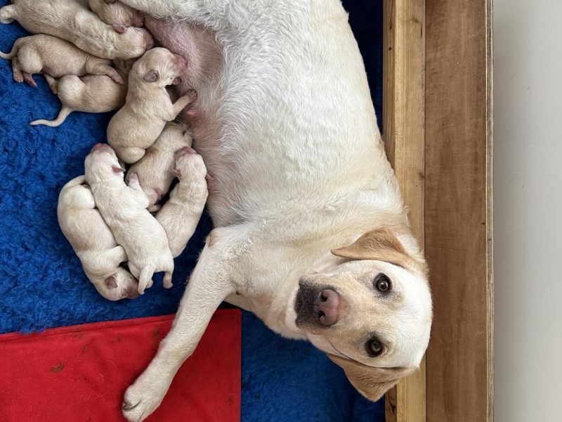 Working Bred Labrador Puppy’s from outstanding FTC Champion Lines