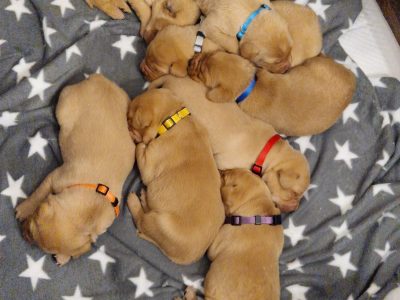 fox red labs