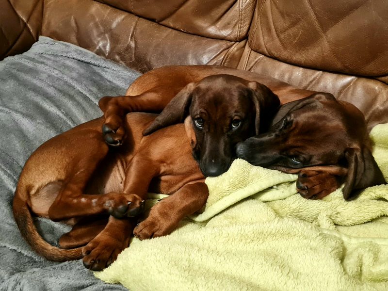 Bavarian mountain scent hound pupps