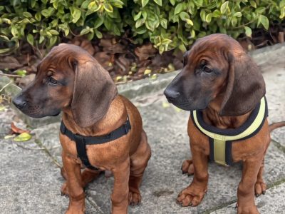 Bavarian mountain scent hound pupps