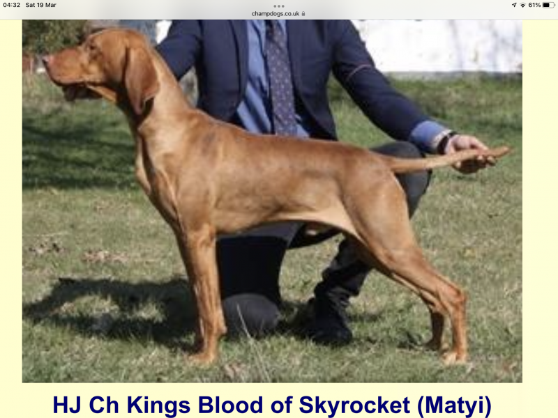 KC Reg Hungarian Vizsla Pups