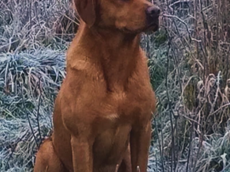 fox red labs