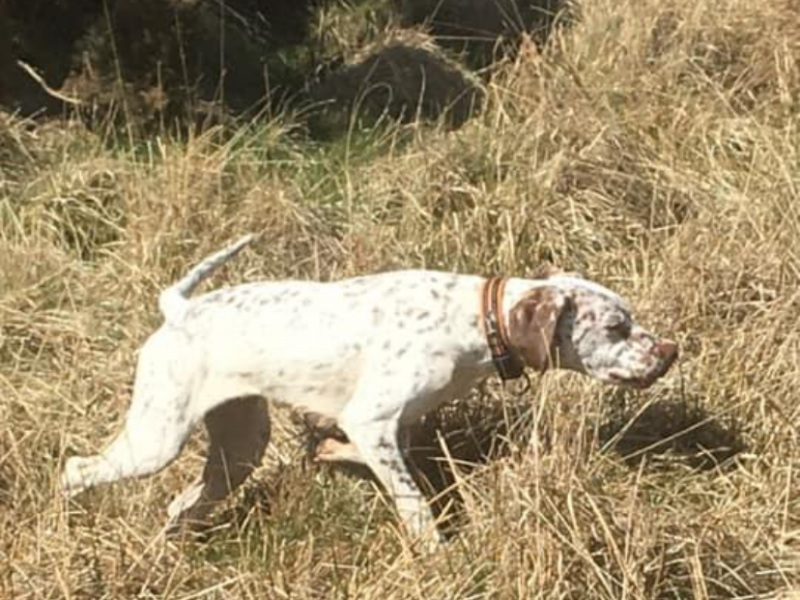 Braque du borbonnais puppies
