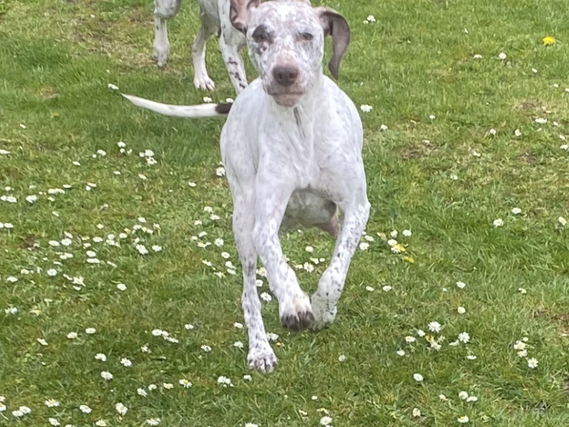 Braque du borbonnais puppies