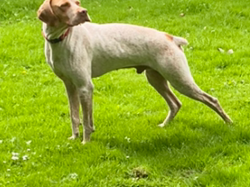 Braque du borbonnais puppies