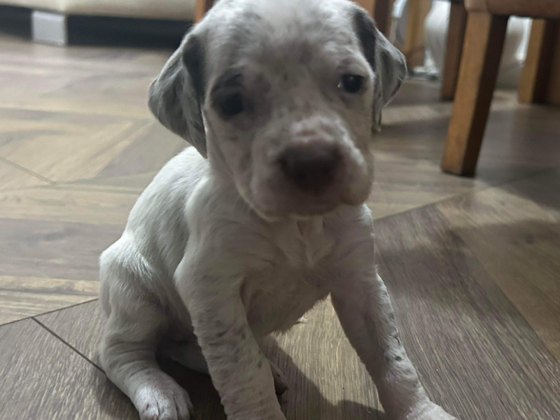 Braque du borbonnais puppies