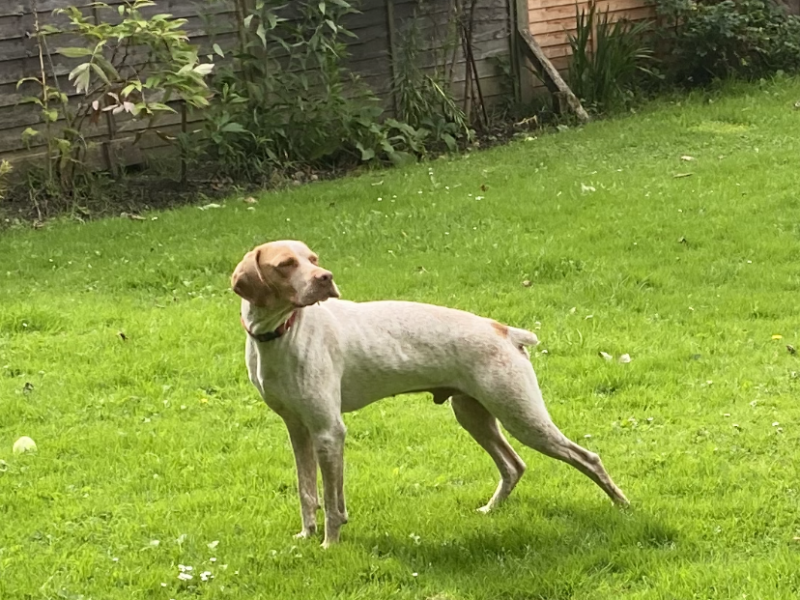 Braque du borbonnais puppies