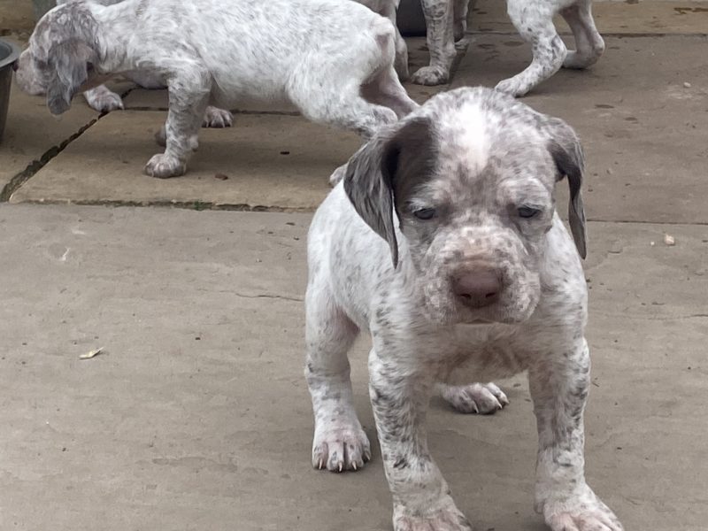 Braque du borbonnais puppies