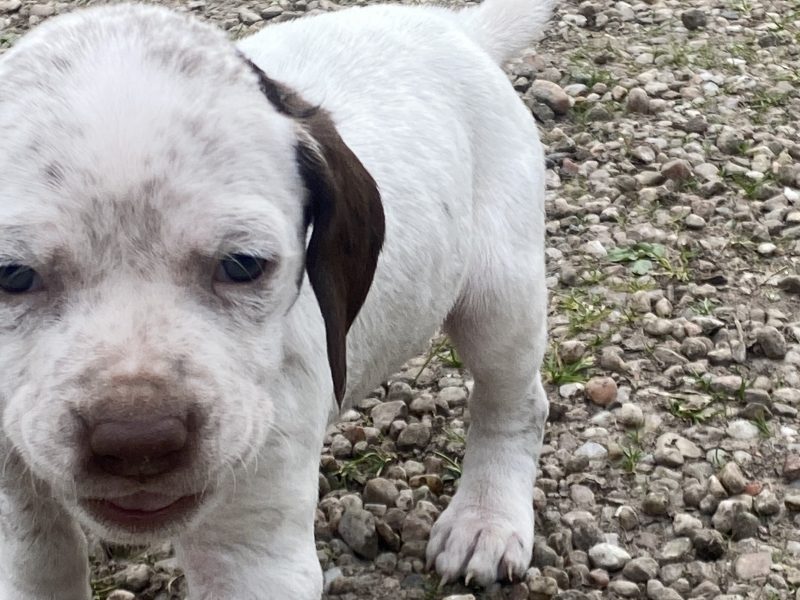 Braque du borbonnais puppies