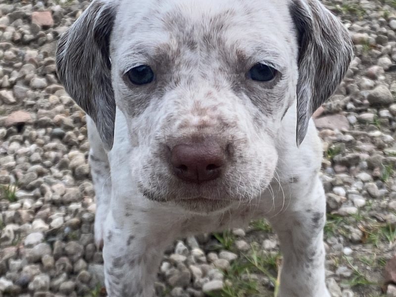 Braque du borbonnais puppies