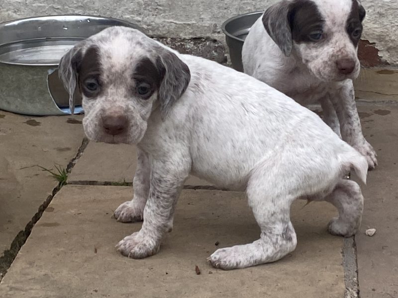 Braque du borbonnais puppies
