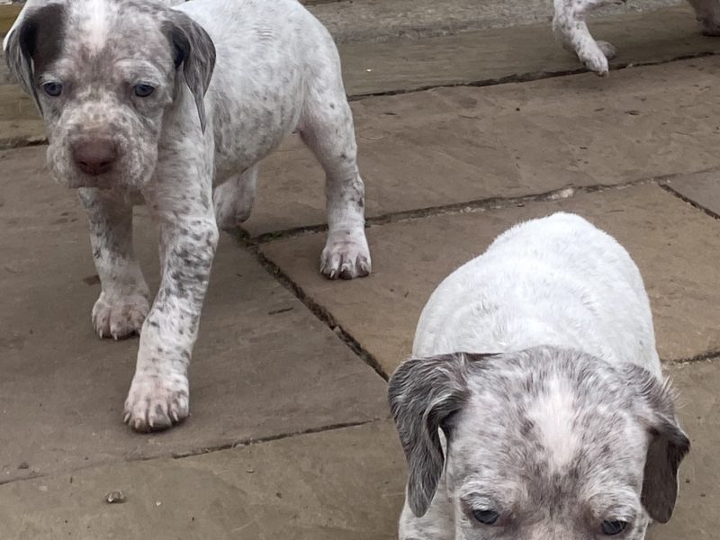 Braque du borbonnais puppies