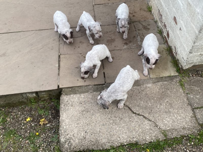 Braque du borbonnais puppies