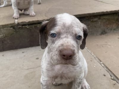 Braque du borbonnais puppies