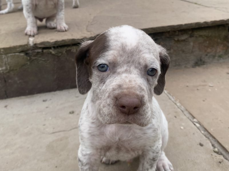 Braque du borbonnais puppies