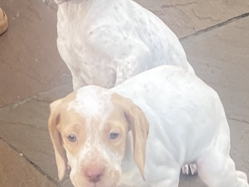 Braque du borbonnais puppies