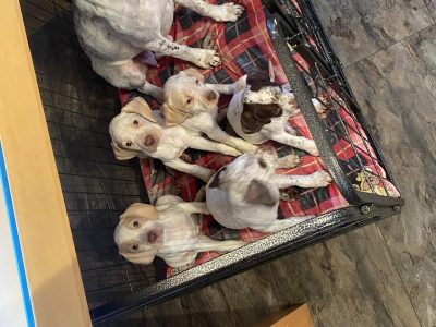 Braque du borbonnais puppies