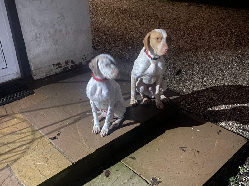 Braque du borbonnais puppies