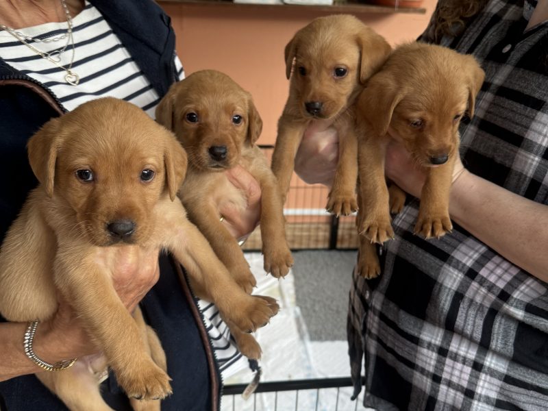 Well bred Kc registered fox red Pups.