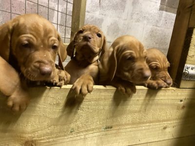 KC Reg Hungarian Vizsla Pups
