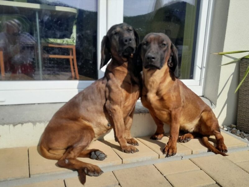 Bavarian mountain scent hound pupps