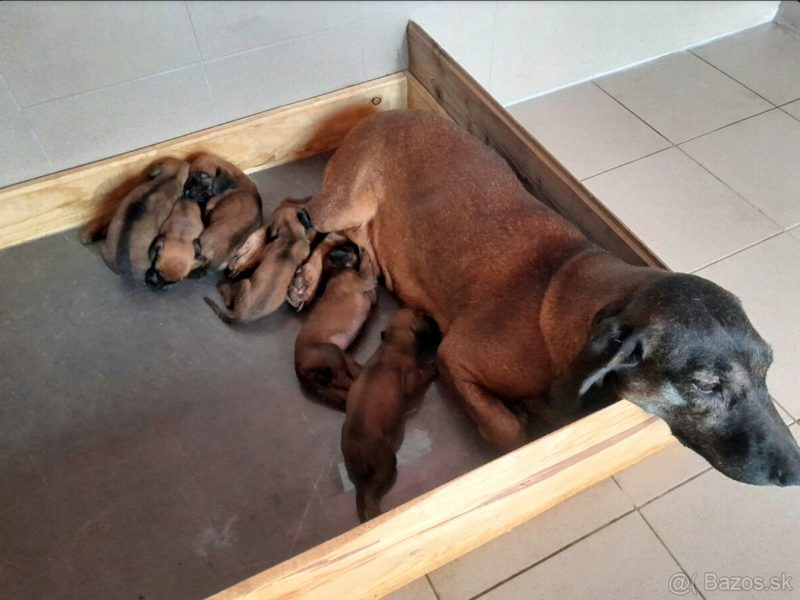 Bavarian mountain scent hound pupps