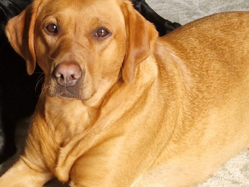 fox red labs