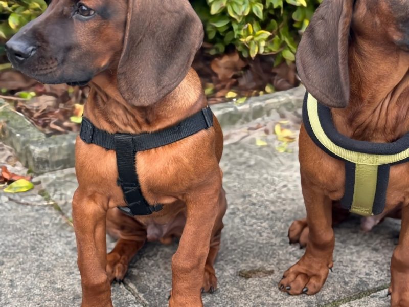 Bavarian mountain scent hound pupps