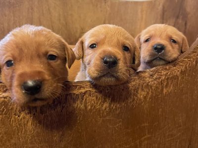 Well bred Kc registered fox red Pups.