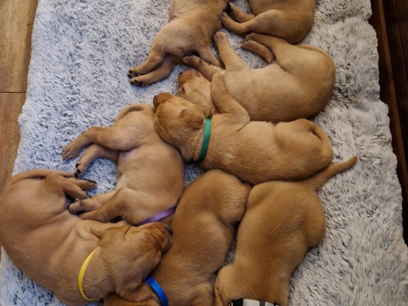 fox red labs