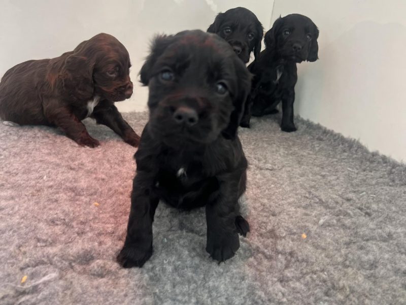 KC Registered working cocker pups, working parents (both health tested), FTCH Lines.