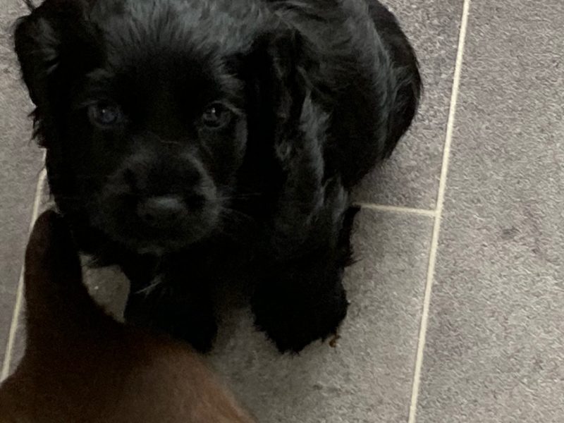 Two black dog pups, kc reg, docked d/c microchipped
