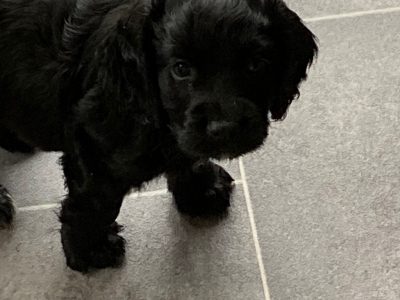 Two black dog pups, kc reg, docked d/c microchipped