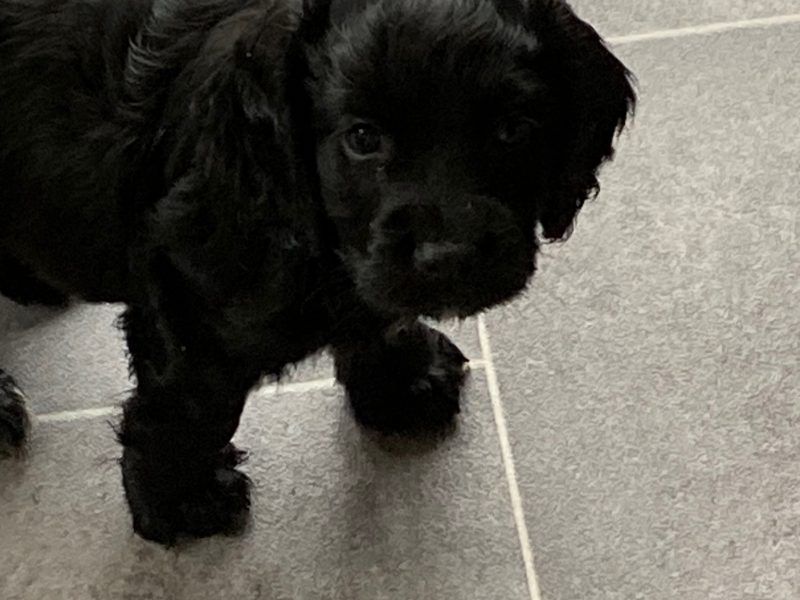 Two black dog pups, kc reg, docked d/c microchipped
