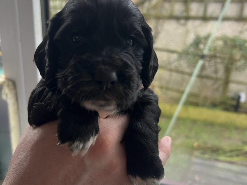 KC Registered working cocker pups, working parents (both health tested), FTCH Lines.