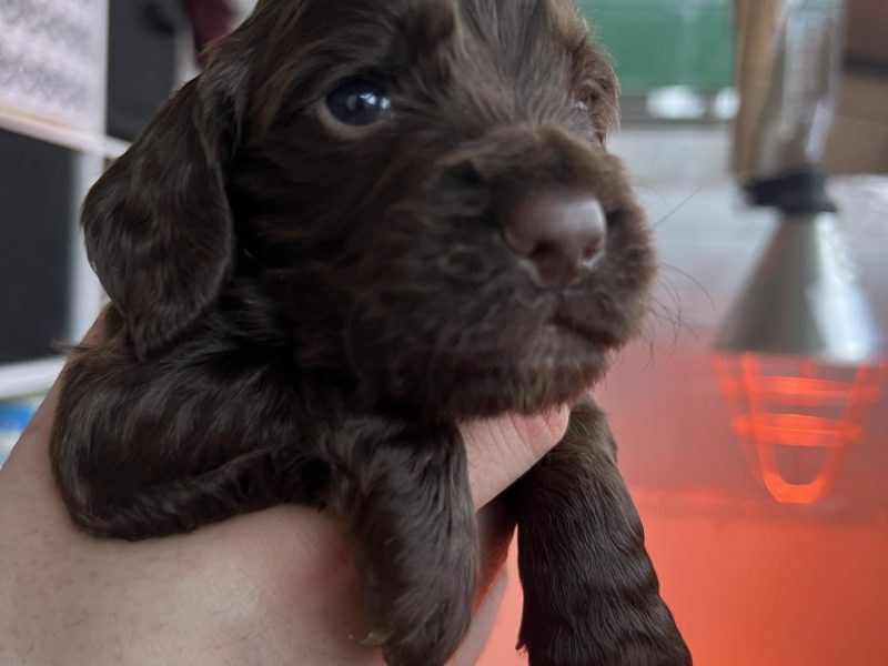 KC Registered working cocker pups, working parents (both health tested), FTCH Lines.