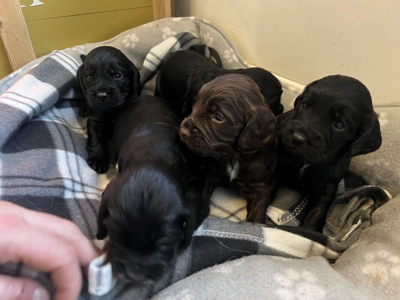 KC Registered working cocker pups, working parents (both health tested), FTCH Lines.