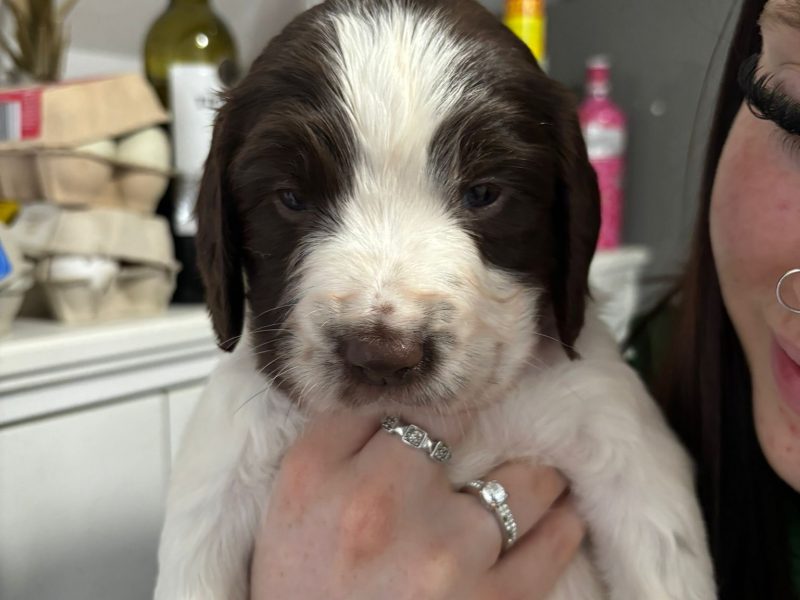 Springer Spaniel Puppies for sale. 1 boy 4 Girls ready early May. Both Parents can be seen as they are dogs.
