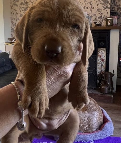 Hungarian Wirehair Vizsla puppies