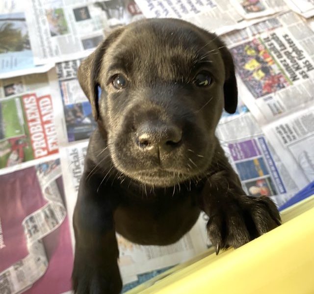 Stunning KC reg black and yellow Labrador pups sired by FTCh