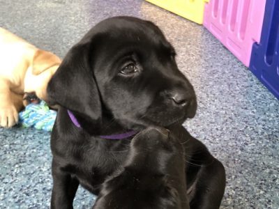 Stunning KC reg black and yellow Labrador pups sired by FTCh