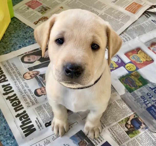 Stunning KC reg black and yellow Labrador pups sired by FTCh