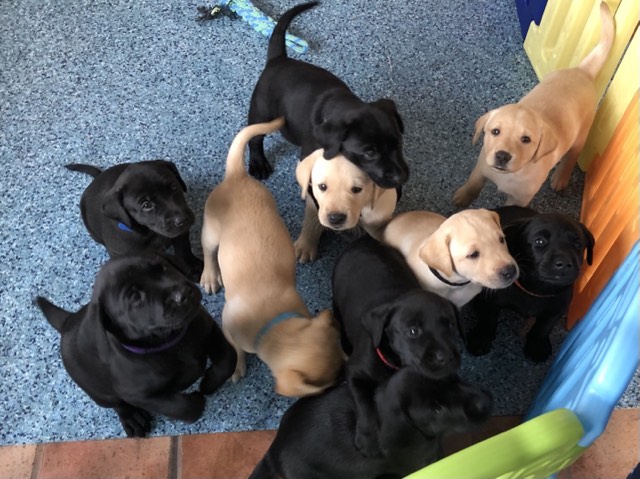 Stunning KC reg black and yellow Labrador pups sired by FTCh