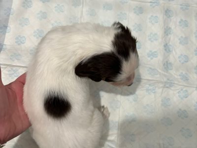 Springer Spaniel Puppies for sale. 1 boy 4 Girls ready early May. Both Parents can be seen as they are dogs.