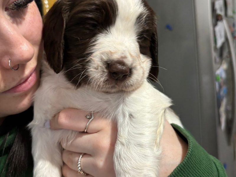 Springer Spaniel Puppies for sale. 1 boy 4 Girls ready early May. Both Parents can be seen as they are dogs.